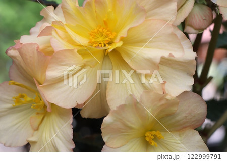 幸運のインテリアアイテムとしてベゴニアの花ー七 122999791