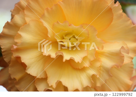 幸運のインテリアアイテムとしてベゴニアの花-八 幸運のインテリアアイテムとしてベゴニアの花-八 122999792