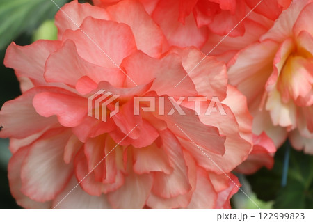 生きている造花と称される球根ベゴニアの花 122999823