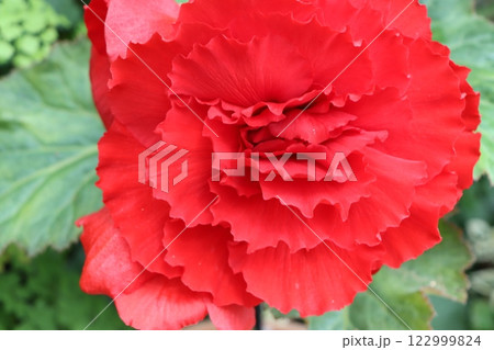 生きている造花と称される球根ベゴニアの花ー壱 122999824