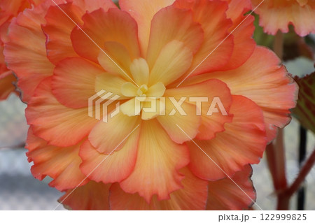生きている造花と称される球根ベゴニアの花‐弐 122999825