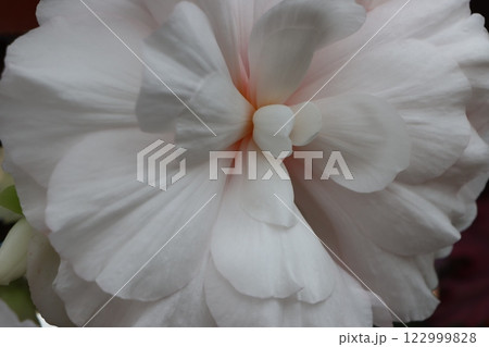 生きている造花と称される球根ベゴニアの花ー五 122999828