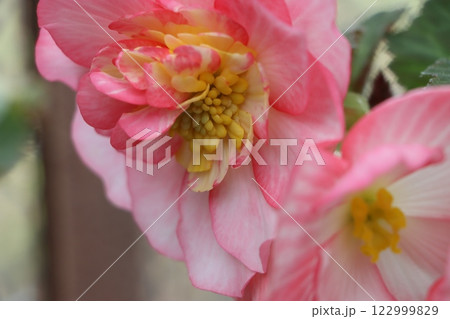 生きている造花と称される球根ベゴニアの花ー六 122999829