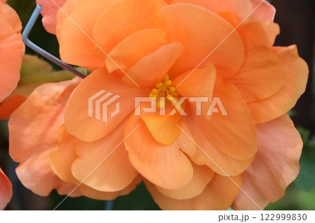 生きている造花と称される球根ベゴニアの花ー七 122999830