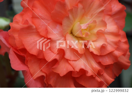 生きている造花と称される球根ベゴニアの花ー九 生きている造花と称される球根ベゴニアの花ー九 122999832