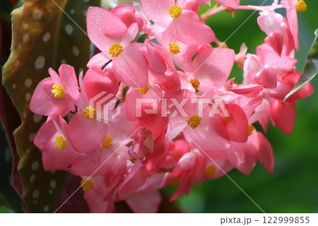 華麗な花の代表格ベゴニアの花ー壱 華麗な花の代表格ベゴニアの花ー壱 122999855