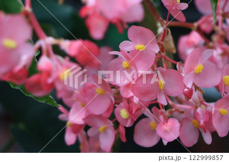 華麗な花の代表格ベゴニアの花ー参 122999857