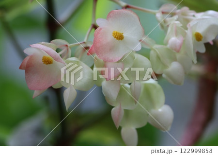 華麗な花の代表格ベゴニアの花ー四 122999858