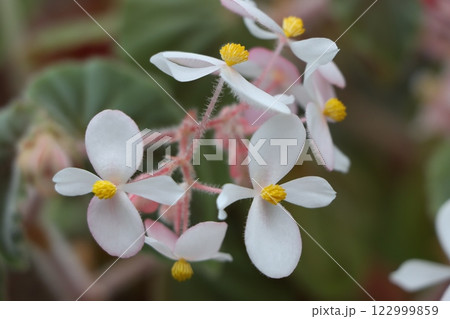 華麗な花の代表格ベゴニアの花ー五 122999859