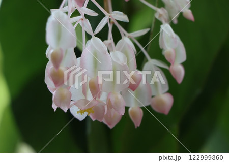 華麗な花の代表格ベゴニアの花ー六 122999860