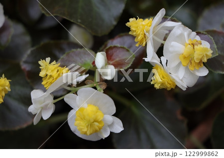華麗な花の代表格ベゴニアの花-八 華麗な花の代表格ベゴニアの花-八 122999862