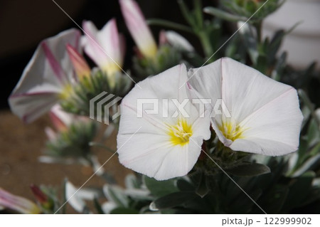 コンボルブルス・クネオラム 122999902