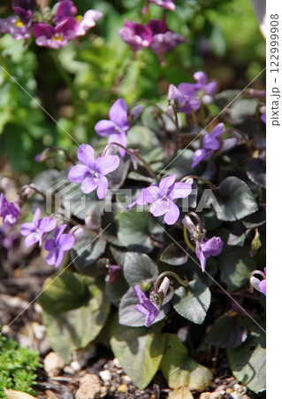 ビオラ・ラブラドリカ 122999908