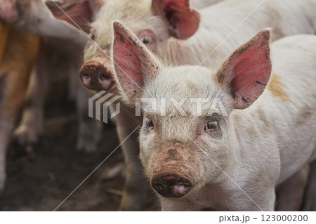 Eco pig farm in the field in Denmark. Cute piglets in the pasture 123000200