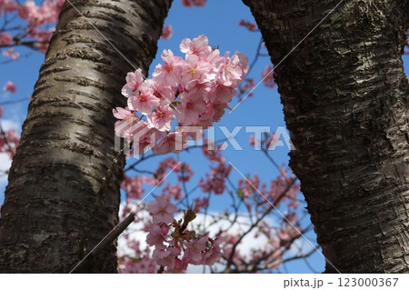 見頃を迎えた満開のカワヅザクラ Kawazu-sakura full bloom 見頃を迎えた満開のカワヅザクラ Kawazu-sakura full bloom 123000367