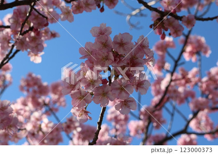 青空をバックに満開のカワヅザクラ Kawazu-sakura behind blue sky 青空をバックに満開のカワヅザクラ Kawazu-sakura behind blue sky 123000373