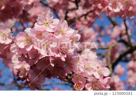 見頃を迎えた満開のカワヅザクラ Kawazu-sakura full bloom 123000381