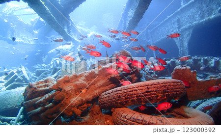S.S. Thistlegorm 貨物船の沈船 レッドシー S.S. Thistlegorm 貨物船の沈船 レッドシー 123000392