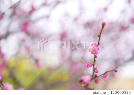 八重寒紅 紅梅 梅の木 梅林 春の花 春素材 【神奈川県】 123000559