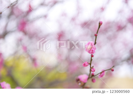 八重寒紅 紅梅 梅の木 梅林 春の花 春素材 【神奈川県】 八重寒紅 紅梅 梅の木 梅林 春の花 春素材 【神奈川県】 123000560
