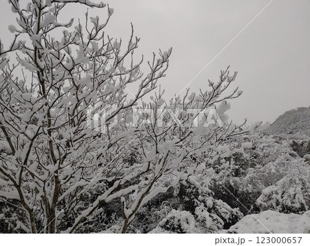 雪が積もった木 123000657