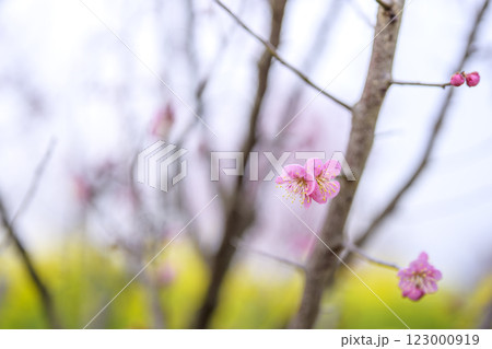 道知辺 紅梅 春の花 梅林 冬 【神奈川県】 123000919