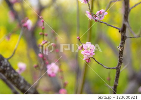 道知辺 紅梅 春の花 梅林 冬 【神奈川県】 道知辺 紅梅 春の花 梅林 冬 【神奈川県】 123000921