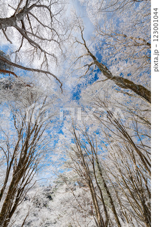 見上げると美しい霧氷と青空 見上げると美しい霧氷と青空 123001044