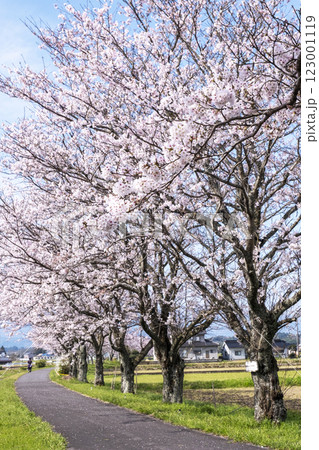 田園風景に延びる桜並木 (旧国鉄倉吉線 小鴨付近) 田園風景に延びる桜並木 (旧国鉄倉吉線 小鴨付近) 123001119