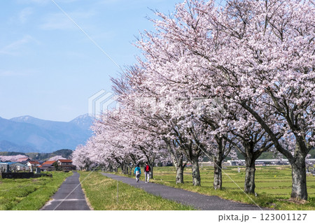 田園風景に延びる桜並木 (旧国鉄倉吉線 小鴨付近) 田園風景に延びる桜並木 (旧国鉄倉吉線 小鴨付近) 123001127