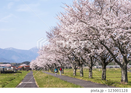 田園風景に延びる桜並木　（旧国鉄倉吉線　小鴨付近） 123001128