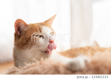 くつろいで舌を出す可愛い猫 茶トラ白 くつろいで舌を出す可愛い猫 茶トラ白 123001313