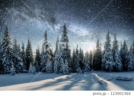Majestic view of forest with fir trees and cosmos with many stars 123001368