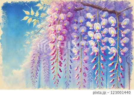 藤棚・藤の花 123001440