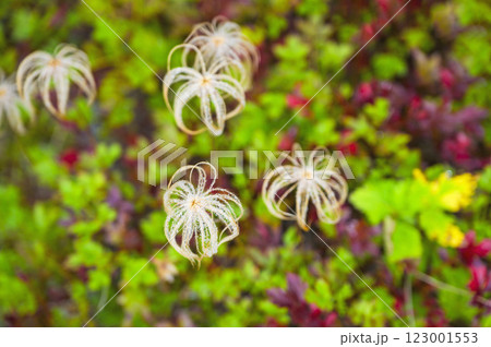 チングルマの実 チングルマの実 123001553