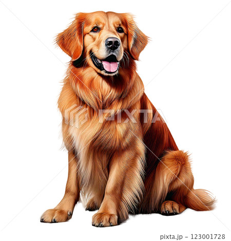リアルイラスト：ゴールデンレトリバーのイラスト素材 [123001728] - PIXTA
