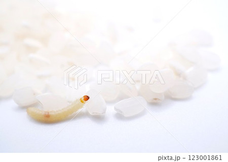 ホワイトバックに備蓄していた米を食害していたノシメマダラメイガの幼虫 123001861