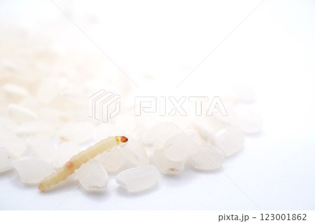 白背景に古米の上を歩くノシメマダラメイガの小さな幼虫、食品害虫 白背景に古米の上を歩くノシメマダラメイガの小さな幼虫、食品害虫 123001862