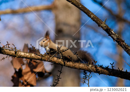 朝ごはん中のエゾリス 123002021