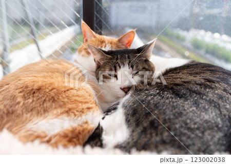 窓辺でくつろぐ二匹の猫 123002038