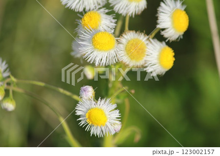 ハルジオンの白い花 123002157