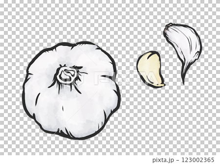 にんにくの手描き筆絵風イラスト 123002365