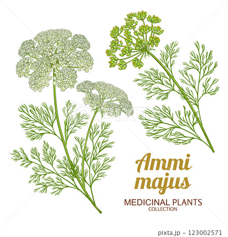 Ammi Majus Plant Colored Detailed Illustration. Ammi Majus Plant Colored Detailed Illustration. 123002571