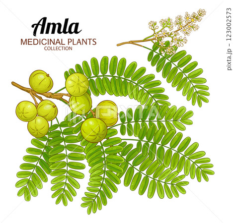 Amla Branch with Fruits Colored Illustration Amla Branch with Fruits Colored Illustration 123002573