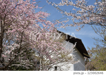 総本山醍醐寺　霊宝館の桜(京都市伏見区) 123002646