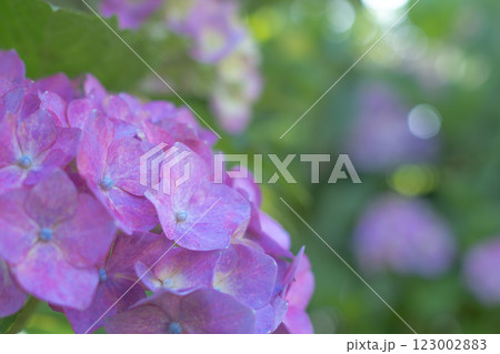 緑背景のアジサイ 緑背景のアジサイ 123002883