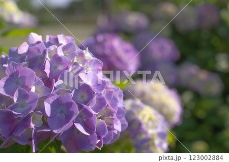 緑背景のアジサイ 123002884