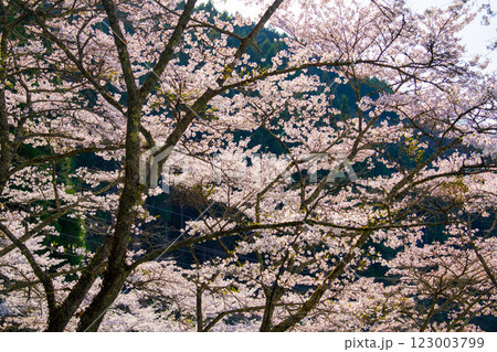 手まり街道・出雲街道旧美甘宿に咲くソメイヨシノ　岡山県真庭市 123003799