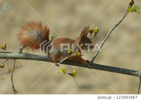 Squirrel sitting on a tree branch and eating young shoots of leaves 123003867
