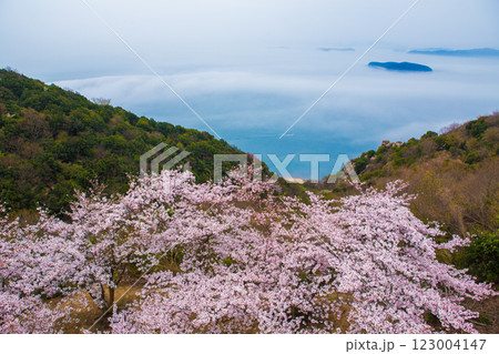 桜のある風景 瀬戸内海・・3 桜のある風景 瀬戸内海・・3 123004147